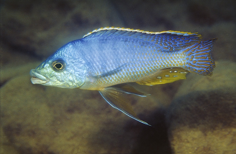 Protomelas ornatus 'Chewere'